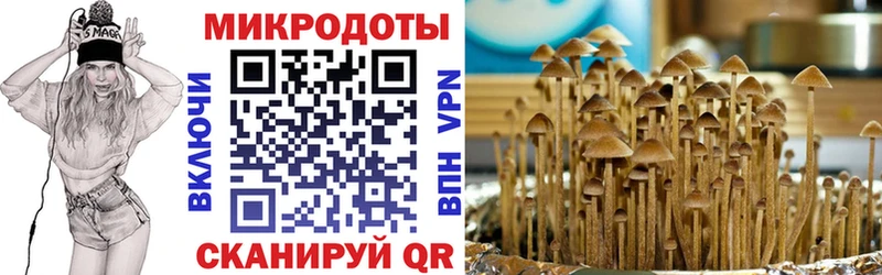 Галлюциногенные грибы Psilocybine cubensis  Купить где  Выборг 